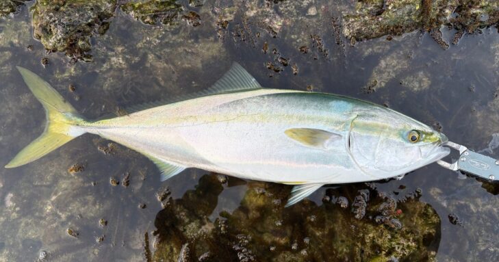 房総の地磯で釣れた人生初のショアワラサ