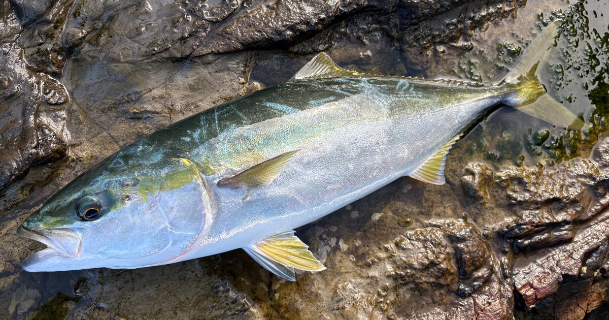 房総ロックショアで釣れたイナダ