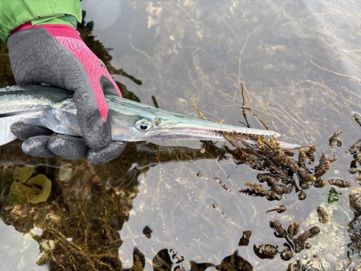 房総ロックショアで釣れたダツ