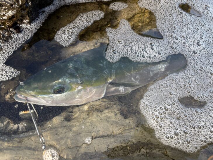 房総ロックショアで釣れたイナダ