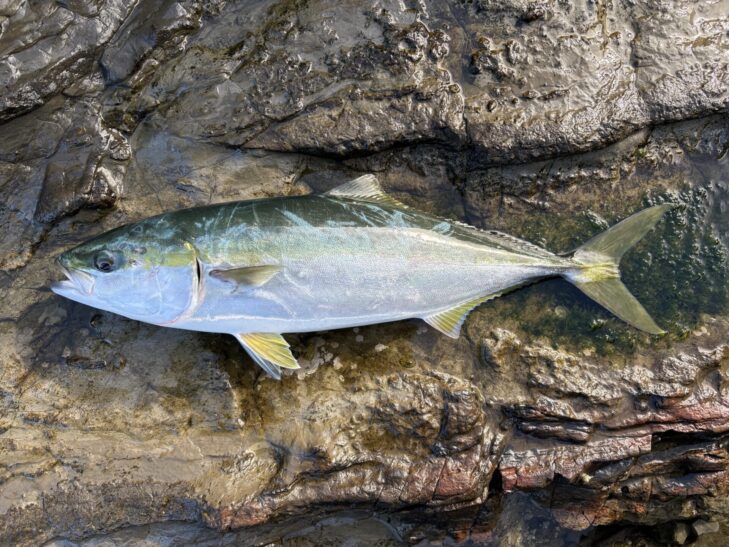 房総ロックショアで釣れたイナダ