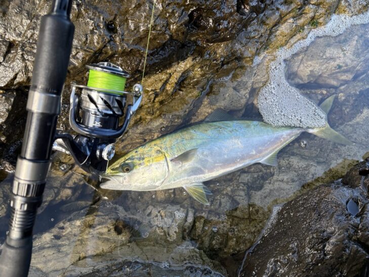 房総ロックショアで釣れたイナダ