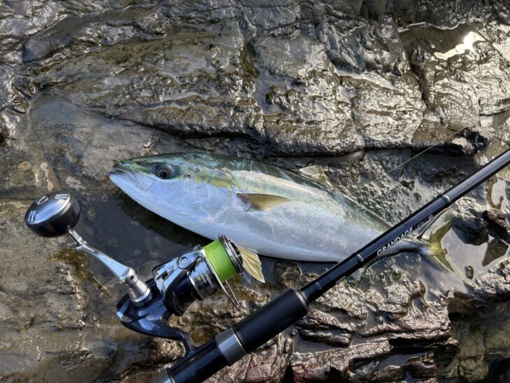 房総ロックショアで釣れたイナダ