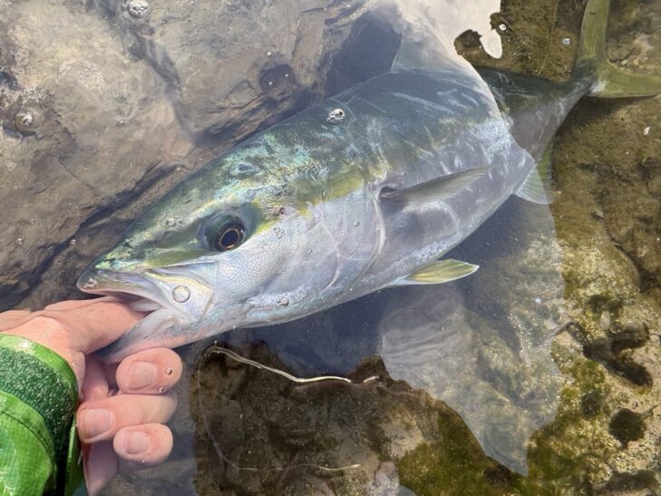 房総ロックショアで釣れたイナダ
